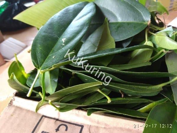 Jual Daun Cincau Hijau Segar Jakarta Selatan Arsantcolection Tokopedia