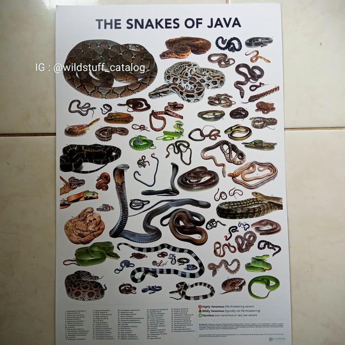 Gambar Poster Original - SNAKES OF JAVA dari WILDSTUFF INDONESIA undefined Tokopedia