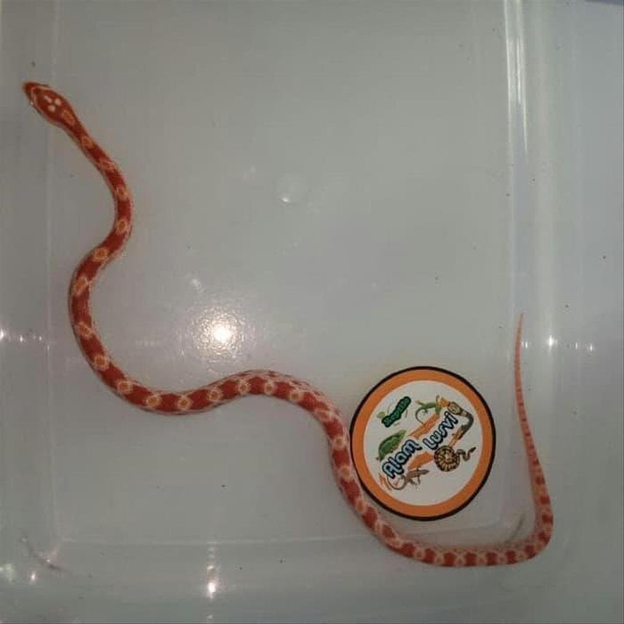 Jual Baby Corn Snake Morph Amel Albino Melanistic Limited Jakarta Pusat Aldy Store 1 Tokopedia