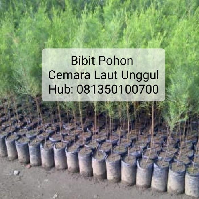 Gambar Bibit Pohon Cemara Laut Unggul dari HMP Environmental Servic undefined Tokopedia