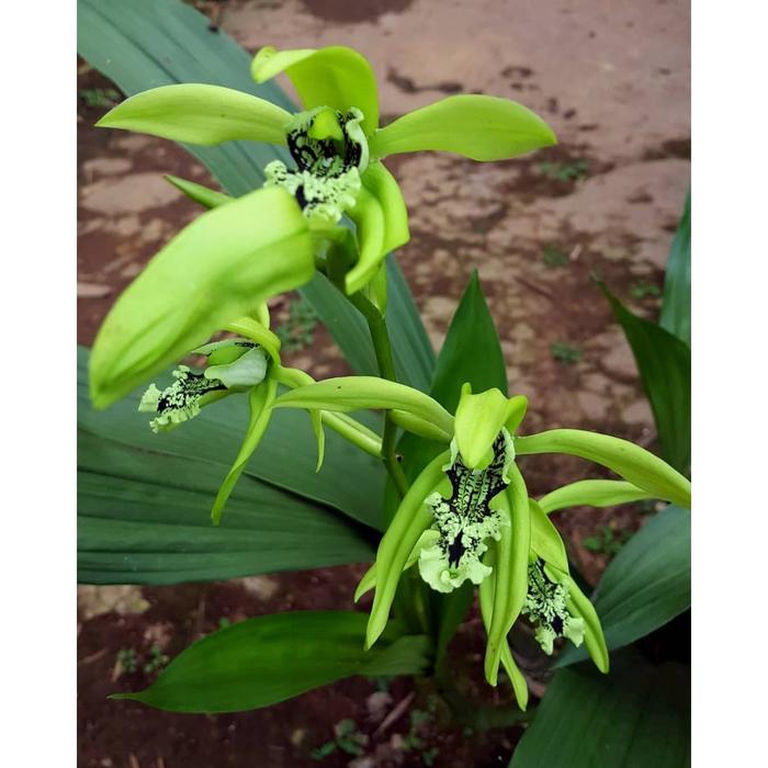 Gambar Anggrek hitam (Coelogyne pandurata) dari Raisha-store undefined Tokopedia