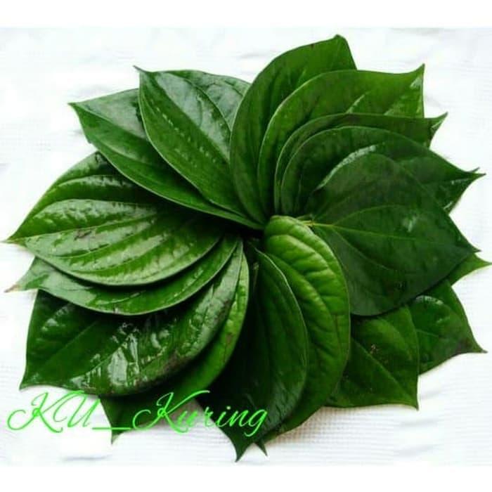 Gambar Daun Sirih Segar 1 lembar dari AHSA Mabel undefined Tokopedia