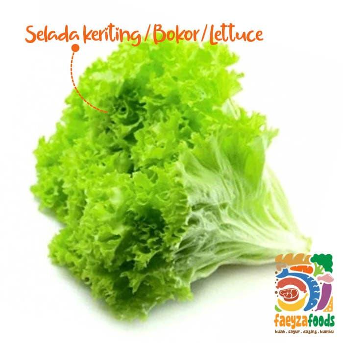 Gambar Selada Keriting / Bokor / Lettuce Grand Rapids - 250 gr dari faeyzafoods undefined Tokopedia