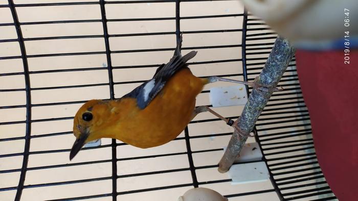 Jual Burung Anis Kembang Trotolan Jakarta Pusat Kanita Onlineshop Tokopedia