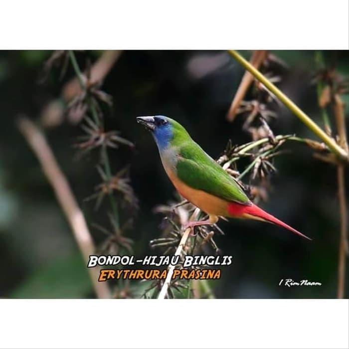 780 Koleksi Gambar Burung Emprit HD Terbaru