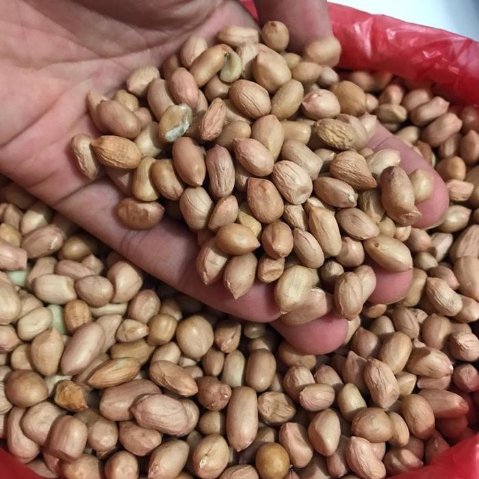 Gambar Kacang Tanah Kulit Mentah Kacang Tanah Kiloan Kacang Kampung 1kg dari pusatpasarmedan undefined Tokopedia