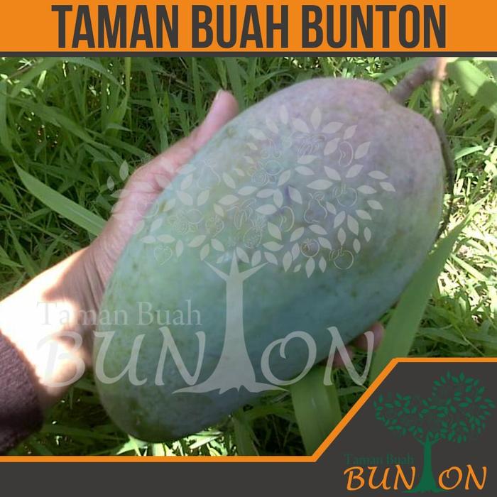 Gambar Bibit Tanaman Buah Mangga Kiojay dari Taman Buah Bunton undefined Tokopedia