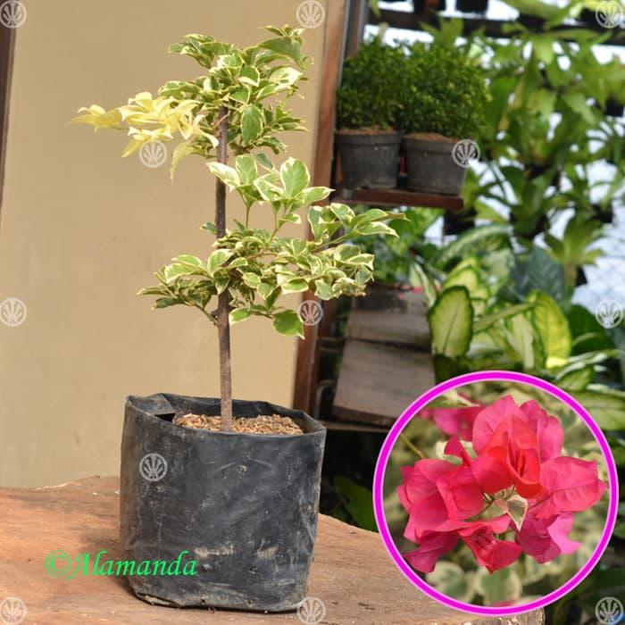 Gambar Tanaman Bougenville Merah Variegata ( Bunga Kertas ) dari Cipta bibit unggul undefined Tokopedia