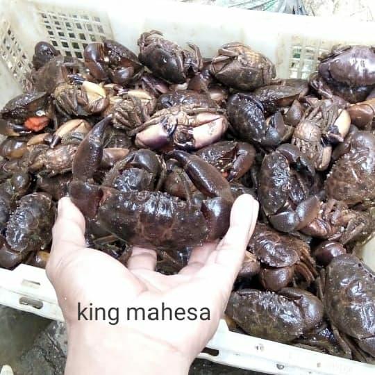 Gambar kepiting batu prongkol/roxy dari mahesa king seafood undefined Tokopedia
