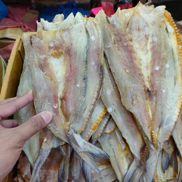 Gambar Gabus Pasir ( 500 gram ) dari Ikan Asin Cahaya Laut undefined Tokopedia