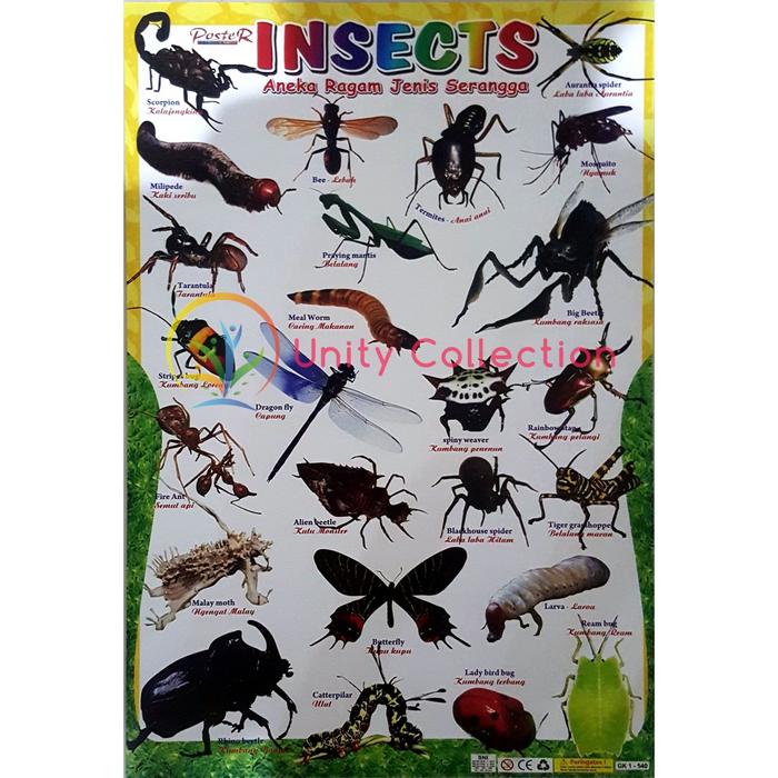 Jual Poster Serangga Insect Kota Surabaya Dolanan Yotro 