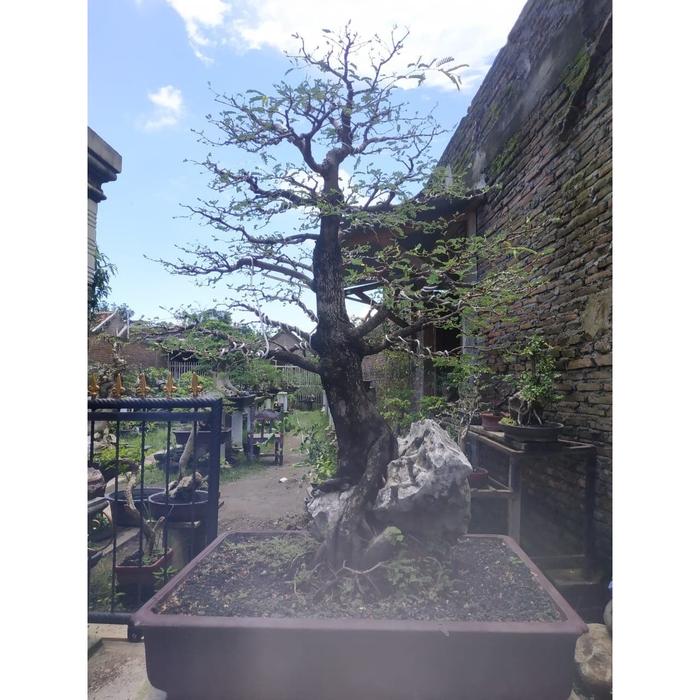 Tegak lurus (Chokkan) bonsai