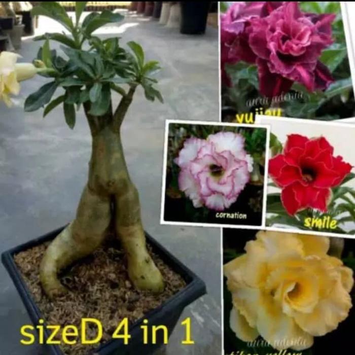 Jual Bibit Bunga Kamboja Adenium 1 Pohon 4 Warna Size C Bonggol Besar Kota Metro Fajar Bibitunggul Tokopedia