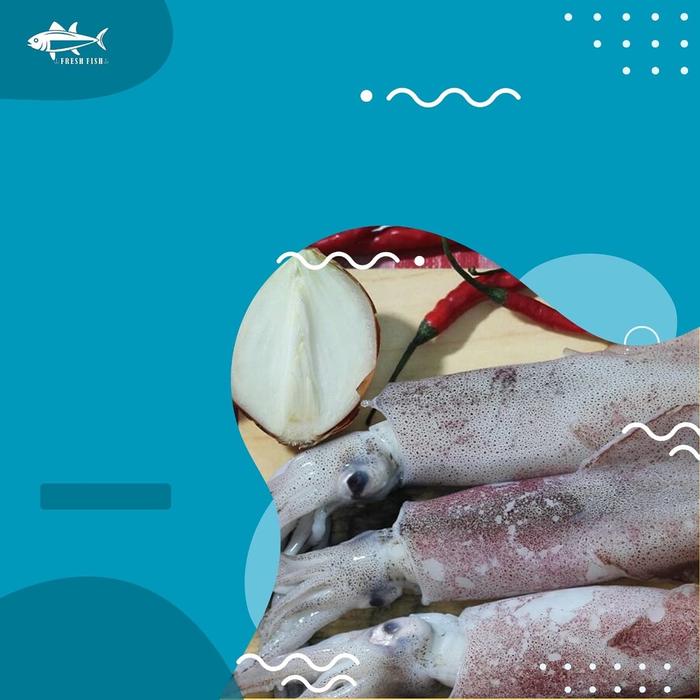 Gambar Cumi-cumi dari FRESHFISHJKT undefined Tokopedia