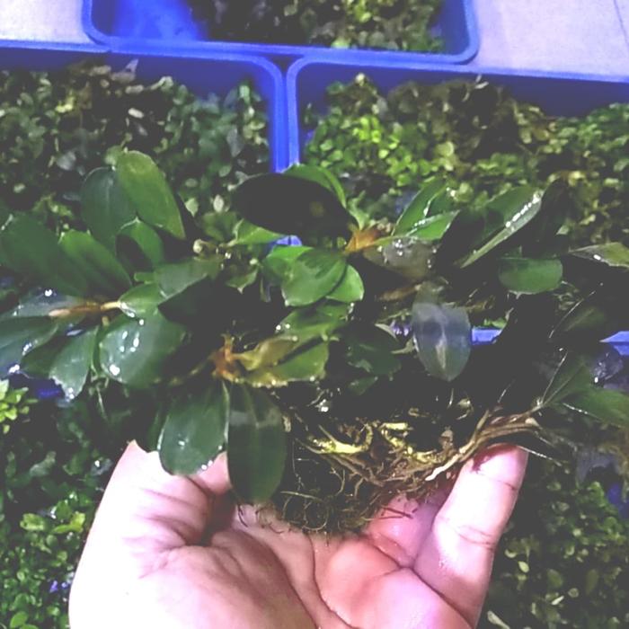 Gambar buce mini aquascape dari Adia Aquarium Gallery undefined Tokopedia
