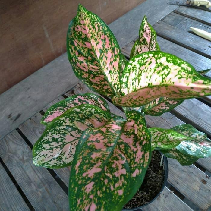 Gambar Tanaman Hias Aglonema Valentine - Aglaonema Valentine dari Restu bunda flora undefined Tokopedia