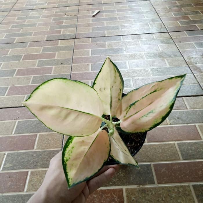 Gambar Tanaman Hias Aglonema Sutra dari Restu bunda flora undefined Tokopedia
