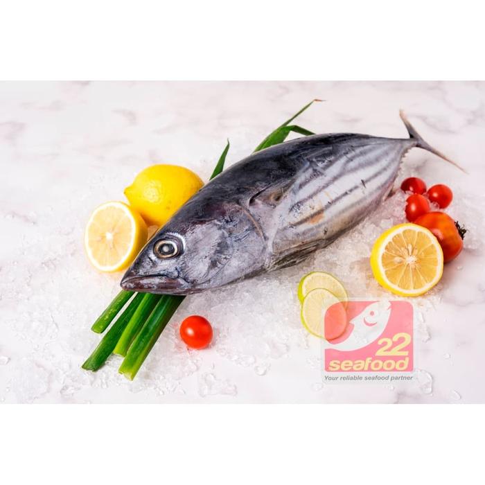 Gambar Ikan Cakalang / Cakalang Utuh 1 kg / Frozen Skipjack / Seafood 22 dari 22 seafood Artamina undefined Tokopedia
