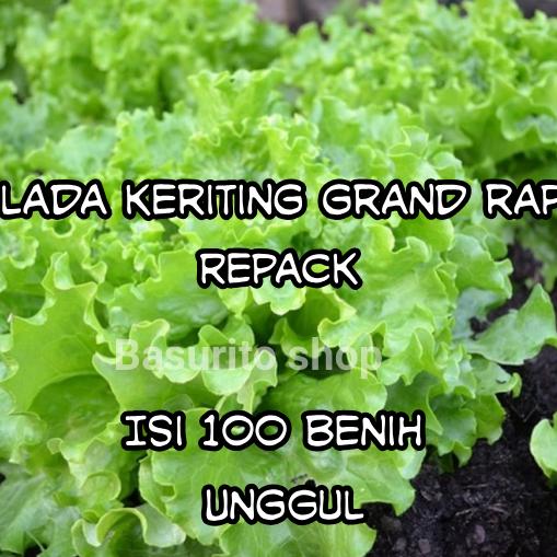 Gambar Benih biji bibit selada keriting grand rapid repack dari Basurito shop undefined Tokopedia