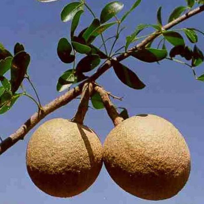 Jual Paket Buah Kawis Kawista 5 Biji Kota Surabaya Sobat Kita Shop Tokopedia