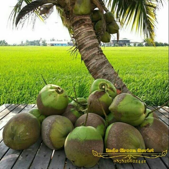 Jual Bibit kelapa pandan wangi asli 1000% - Kota Kediri - bela 