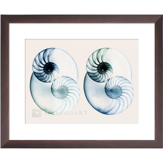 Gambar X-Ray Wall Art Prints - Gambar Kerang 'Split Breeze 2' - 33X39 dari Qubic Art undefined Tokopedia