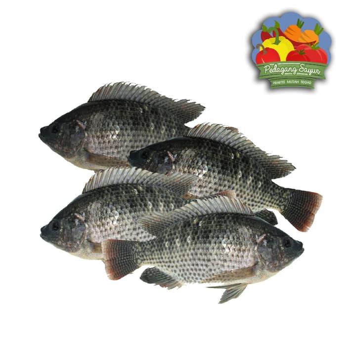 Ikan Mujair Mujair Hi Res Stock Photograp…