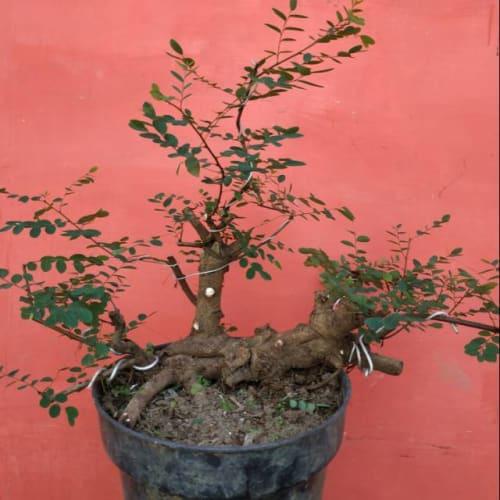Jual Unik Bahan Bonsai Ileng Ileng Limited Jakarta Barat Ruri Febriana Tokopedia