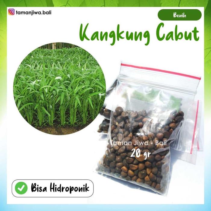 Gambar Benih Kangkung Cabut / Jual Benih Kangkung Bali / Benih Sayuran dari Taman Jiwa Bali undefined Tokopedia