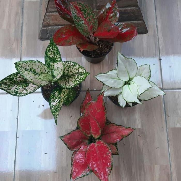 Gambar Paket 4 Aglonema (Red Stardust + Siam Parago + Super White + Red Anja) dari Halaman Taman Store undefined Tokopedia