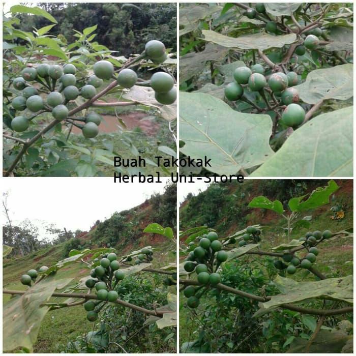 Gambar 10 Butir Buah Takokak/Tekokak Segar (Solanum Torvum) /Benih/Biji/bibit dari Herbal Nusantara Ofc undefined Tokopedia