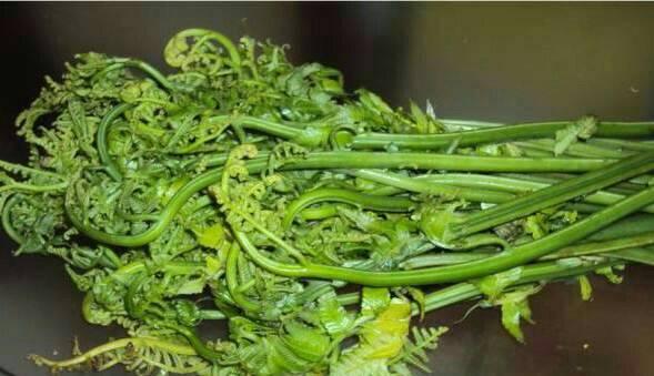 Gambar Pakis sayur Paku sayur Siap Tumis dari Herbal Nusantara Ofc undefined Tokopedia