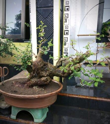 Jual Bonsai Ileng Ileng Large Kota Surabaya Kios Tomas Jeri Tokopedia