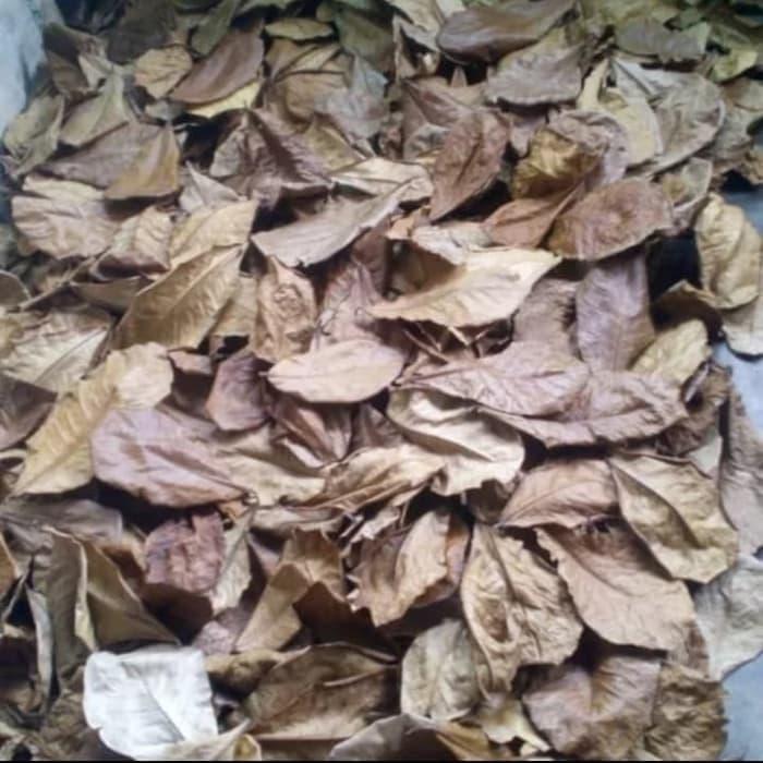 Gambar Daun Ketapang Kering 100 gram dari Trisatya Utama undefined Tokopedia