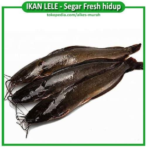 Gambar 1 KG IKAN LELE HIDUP SEGAR DAN FRESH Kusus Via GRAB atau GOSEND - Hidup dari ALKES JAKARTA undefined Tokopedia