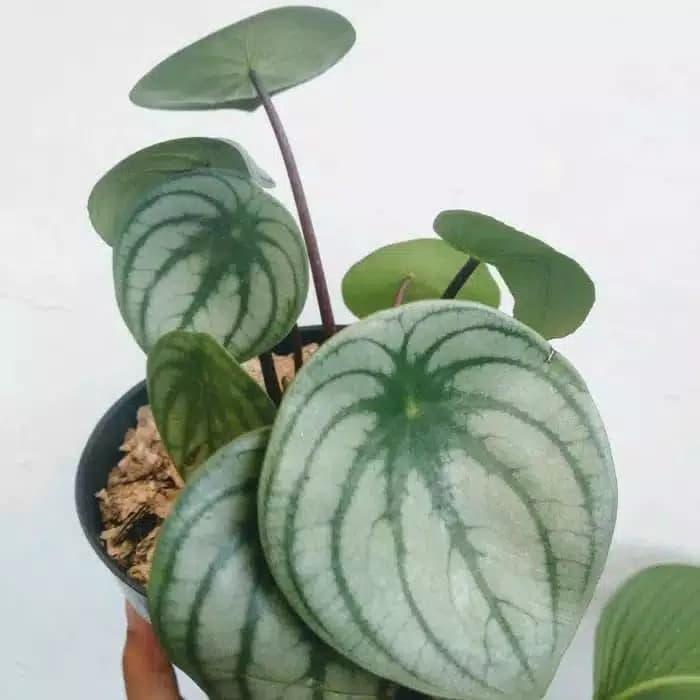Jual Peperomia Watermelon Termasuk Jenis Tanaman Teduh Shading Matahari Kab Bogor Cvrindualam Tokopedia