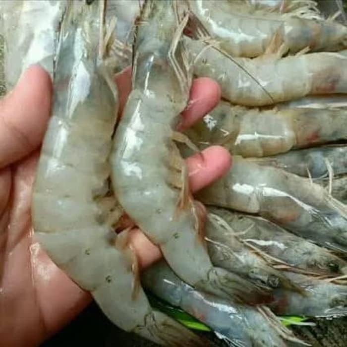 Jual Udang Vaname Peci Size Besar 50 60 Kg Harga Per 250gram Jakarta Barat Akusuka Bahanberkwalitas 