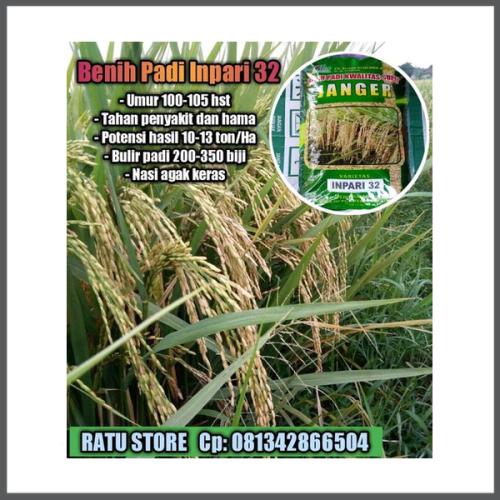 Jual Benih Padi Inpari 32 Janger Kota Surabaya Bazar Amara Lintang Pras Jual Benih Padi Inpari 32 Janger Kota Surabaya Bazar Amara Lintang Pras