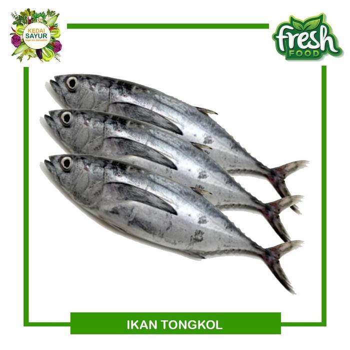 Gambar Ikan Tongkol Segar 500 Gram- Ikan Laut Segar Depok dari KedaiSayur Official undefined Tokopedia