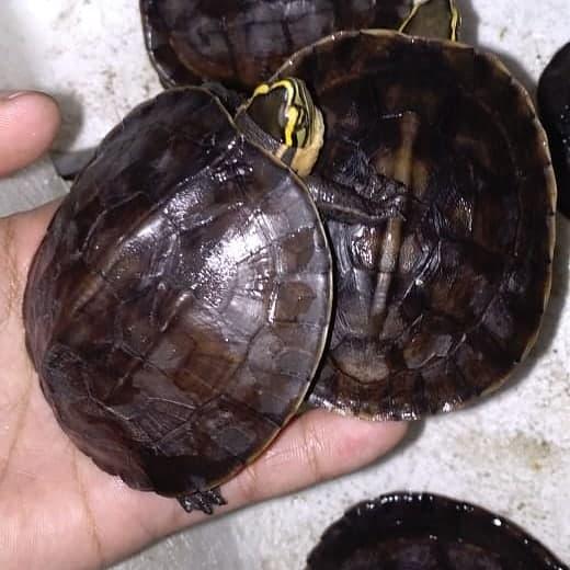 Jual Kura Kura Ambon Ceper Sulawesi 6cm Kab Boyolali Tortleshop Tokopedia Jual Kura Kura Ambon Ceper Sulawesi 6cm Kab Boyolali Tortleshop Tokopedia