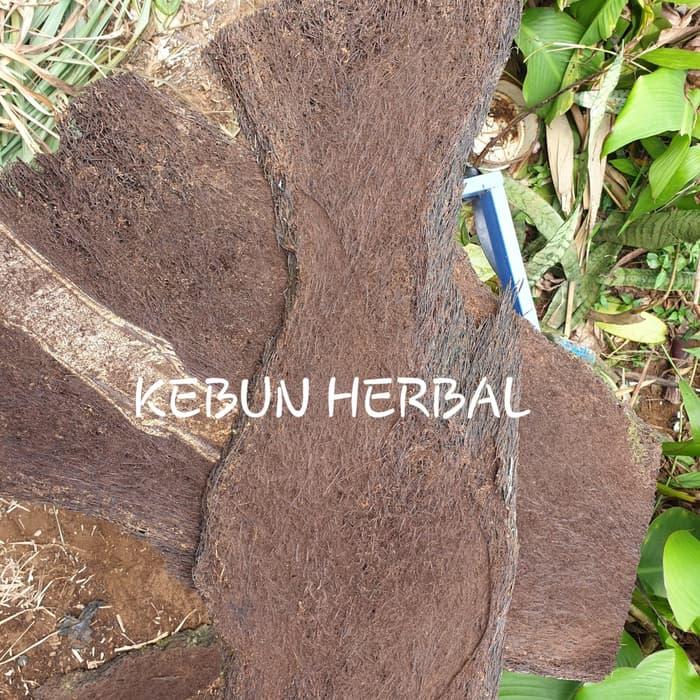 Gambar (PROMO) JUAL PAPAN PAKIS JUMBO UNTUK TANAMAN ANGGREK ATAU DEKORASI dari ObatKampung undefined Tokopedia