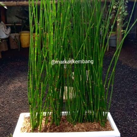 Jual Tanaman Hias Bambu Air Kab Bandung Barat Markas Kembang Tokopedia