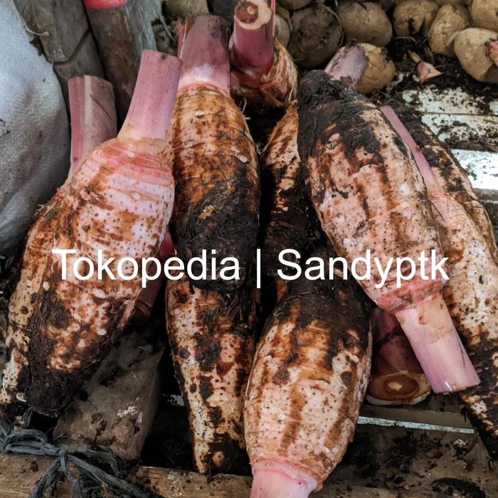 Gambar Umbi Talas Keladi Taro Bu Ou Kalimantan dari Sandyptk undefined Tokopedia