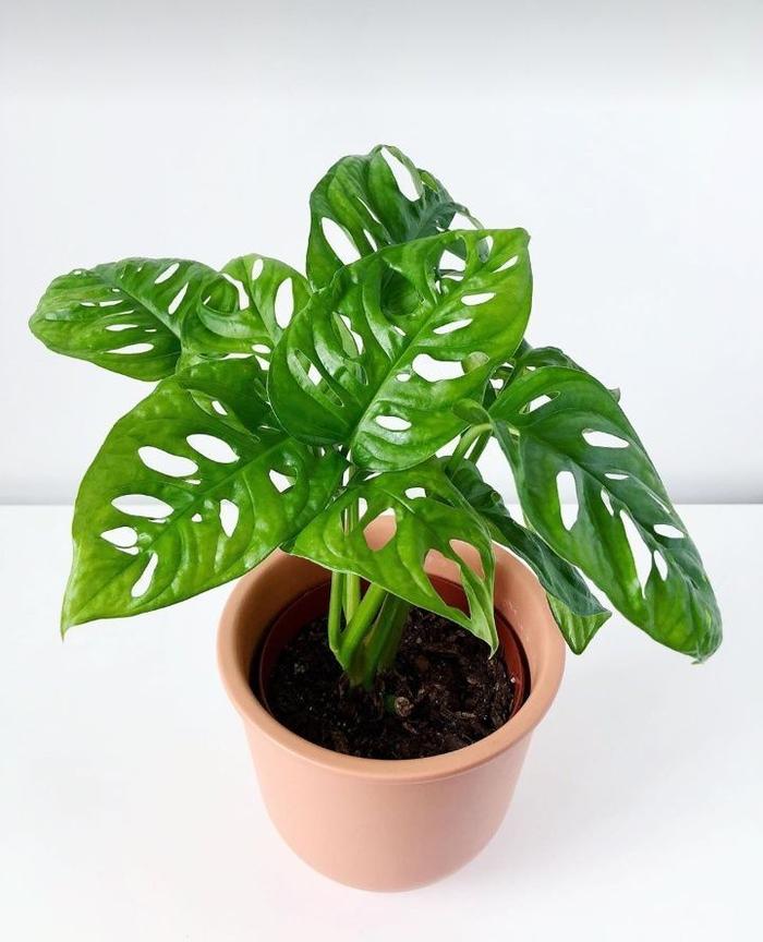 Jual Tanaman Hias Janda Bolong Janda Bolong Green Kab Bogor Lestari Flora Jual Tanaman Hias Janda Bolong Janda Bolong Green Kab Bogor Lestari Flora