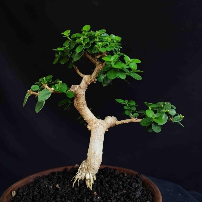 Gambar Bonsai Tanaman Hias Pohon Sancang Mame Mini Pot Keramik Unik dari DJATI KARYA undefined Tokopedia