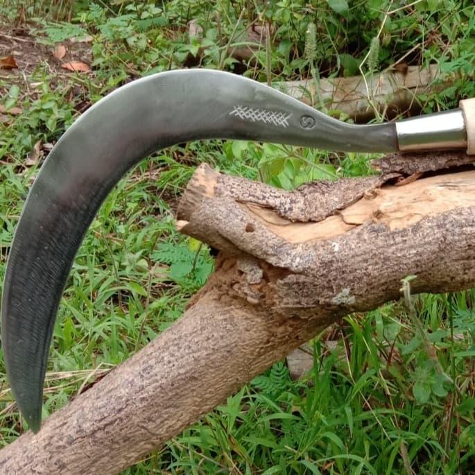 Gambar sabit arit babat tebas baja per UD MADURA - Putih dari UDmaduraperalatan undefined Tokopedia