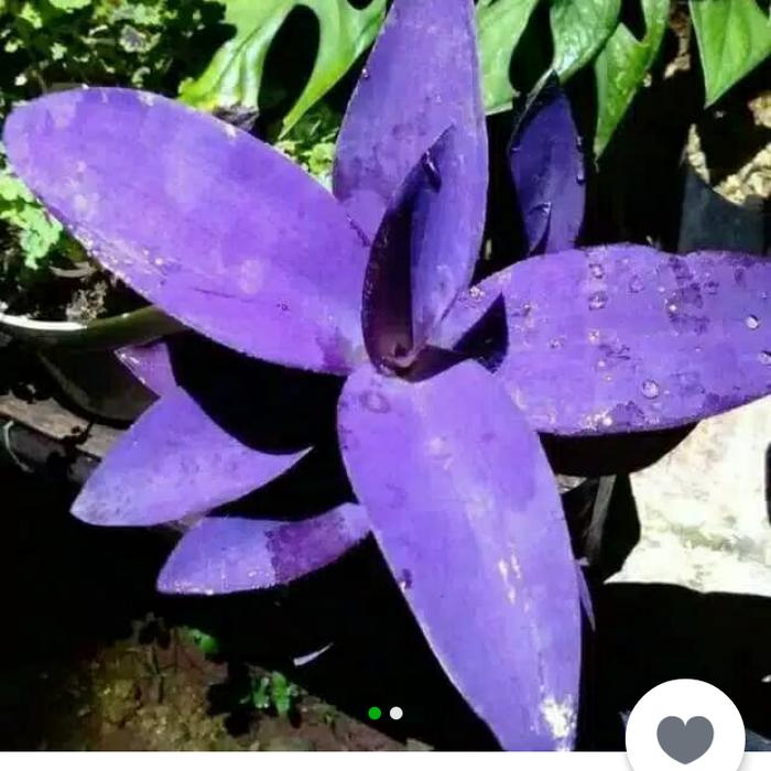 Jual Tanaman Hias Adam Hawa Tanaman Warna Ungu Kota Depok Zamiramarhamah Tokopedia