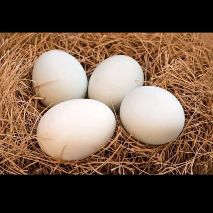 Jual Telur Ayam Bangkok Murah Di Lapak Kakak Dedy Bukalapak