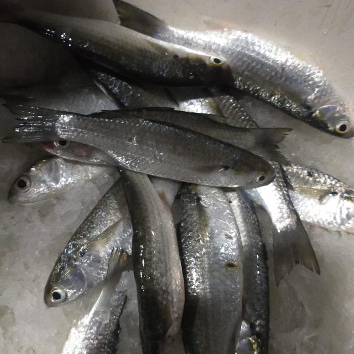 Jual Ikan Belanak Segar Jakarta Barat Macaroniq Tokopedia