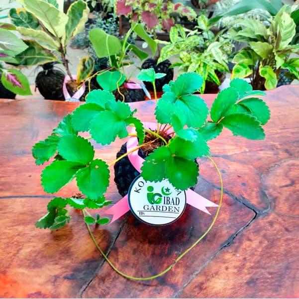Gambar TANAMAN HIAS BUAH MANIS Kokedama Stroberi dari ibad garden undefined Tokopedia